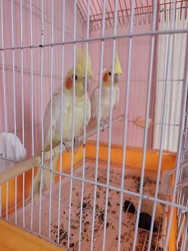 Попугаи: Nymph paraketləri (Cockatiel) – 2 ədəd cüt Xüsusiyyətlər: - Rəng — 2