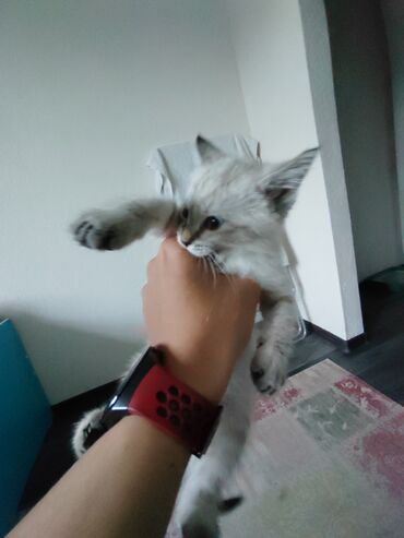 манеж для животных: Отдам котёнка в хорошие руки, белый серый цвет, голубые глаза, есть