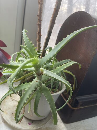 Другие комнатные растения: Продаются комнатные цветы, находится в городе Кант, по 350 сом каждый — 2