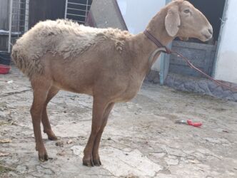 домик для животных: Сатам | Ургаачы кой (ургаачы) | Көбөйтүү үчүн | Козулаган