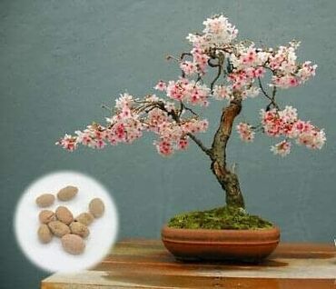 Semena i sadnice: Sakura Bonsai mini japanska trešnja seme
Cena: 550din/5 semenki — 4