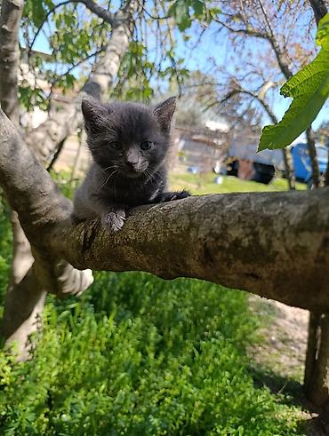 Pişiklər: Rus mavi, Dişi — 2