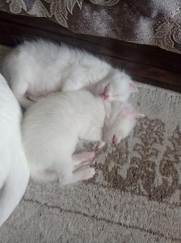 pişik adı: Ağ rəngli pişik balaları - Cins: Ev pişiyi (qısa tüklü), tam ağ rəng — 3
