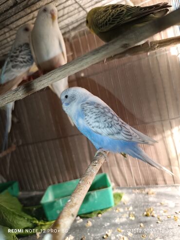 Tutuquşları: Məhsul: Dalmatian/xallı və klassik rəng çeşidlərində nimfa deyil — 4