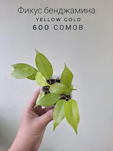 спринклер: 🌿 Комнатные растения/цветы (детки/молодые растения). 🪴 Названия и цены — 9