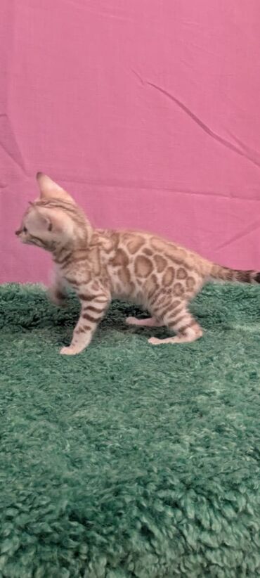 Продажа кошек: Бенгальская, 1 месяц, Девочка, Белый, Кастрирована, Приучена к лотку, Проглистована — 11