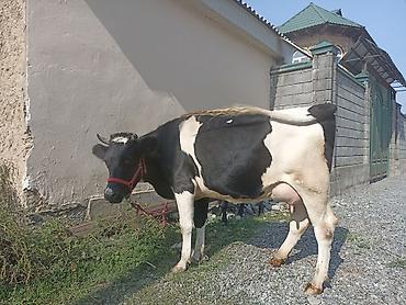 продам коров: Продаю | Корова (самка) | Голштин | Для молока | Привязанные — 2