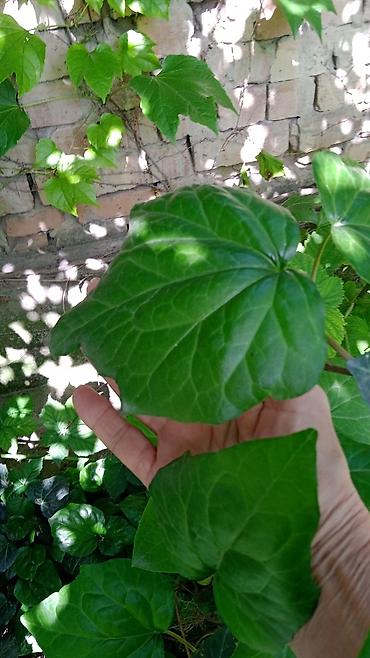 Другие декоративные деревья: Самшиты кусты формированныеесть небольшие 200-400,Виноград Вичи на — 8