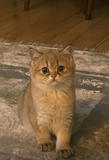 britaniya pisiyi: Qızıl şinşilla — 1
