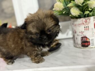 İtlər: Pekines, 2 ay, Dişi, Peyvəndli — 12