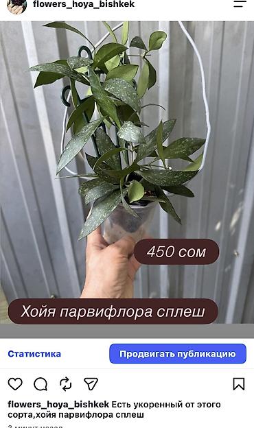 Хойи: Хойя Сильвер доллар от 200 сом Хойя доллар сплеш клон 2 -взрослое — 21