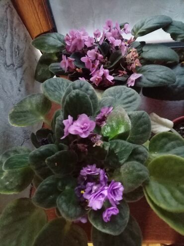 Otaq bitkiləri: Afrika bənövşəsi (Saintpaulia) kolleksiyası - Rəng çeşidi: açıq — 13