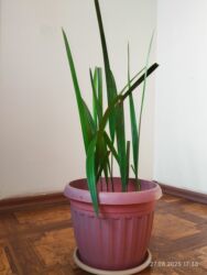 рассада помидоров купить: Продаются молодые саженцы Финиковой пальмы. Всего 8 штук. Цена за всё