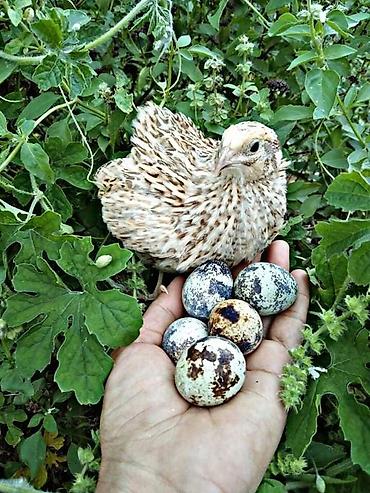 hundusqa yumurtasi: BILDIRCIN SATILIR YUMURTAQ 3 M 13 EDEDDI 5 I AG 8 I CILCIL CUNBO UNVAN — 9