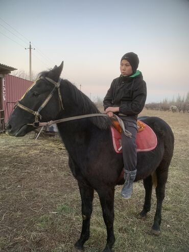 Лошади, кони: Продаю | Жеребенок | Конный спорт | Племенные