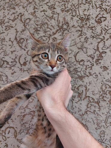 отдам в хорошие руки кошку: Кошка даром: Беспородная, Девочка