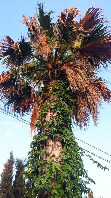 Quruducular: 🌴 Satılır: 15 illik Washingtonia palmiyesi 🌴 📍 Yer: Bakı, Binə q.