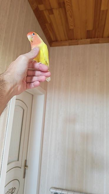 quslar: Məhsul: Sevimli papuqay – Agapornis (Lovebird) növü, sarı gövdə və — 2