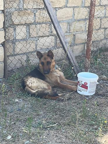 İtlər: 20m bele it yoxdu.Bogazindaki xaltanin pulun aliram.Baxa bilmirem deye — 2