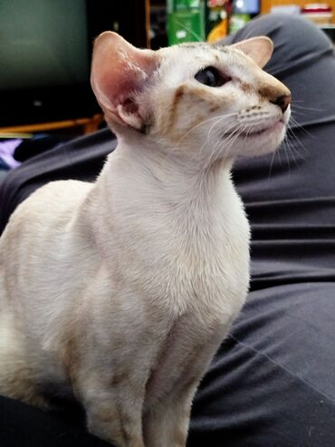 Продажа кошек: Ориентальная, 2 года, Девочка, Белый, Кастрирована, Приучена к лотку, Проглистована — 29