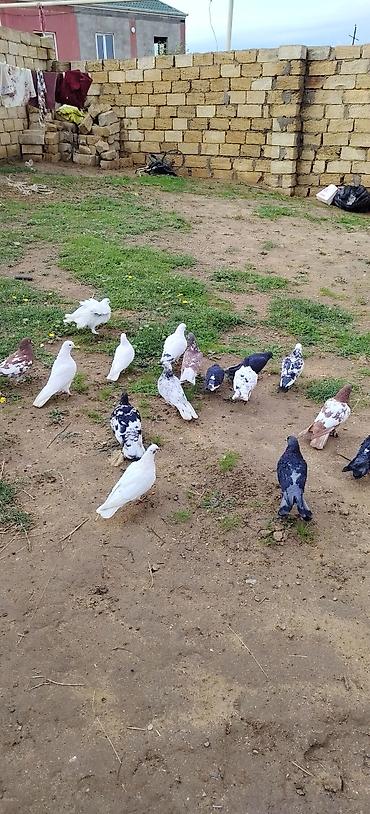 ucuz pekines satilir: Tergidirem ucan quşlardı Qiyamət sonudu — 1
