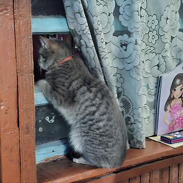отдам кошку: Кошка даром: Беспородная, Мальчик — 4