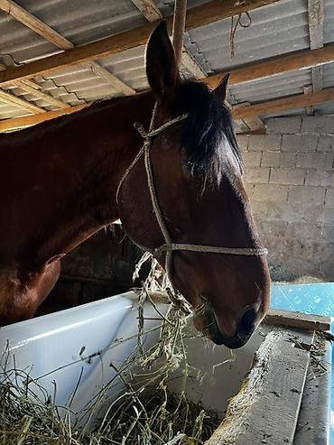 Лошади, кони: Продаю | Жеребец | Рабочий — 6