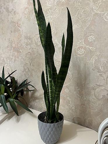 Фикусы: Фикус Бенджамина в напольных кашпо - Два взрослых деревца в отдельных — 69