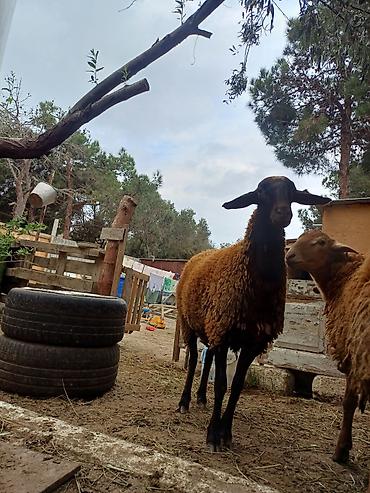 doşan satışı: Erkək, il: 1, 45 kq, Damazlıq, Ödənişli çatdırılma — 9