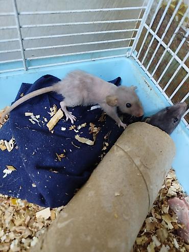 Крысы: Продам маленьких крысят Рэксов . Есть в продаже клетки поильники — 2