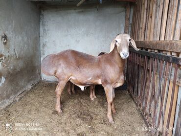 продаю коз: Продаю | Овца (самка), Ягненок, Баран (самец) | Арашан | Для разведения | Осеменитель, Матка