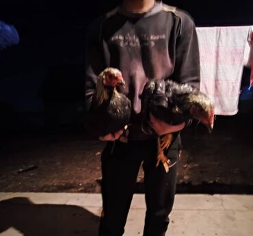 продажа домашних животных: Продаю | Куры | Несушки