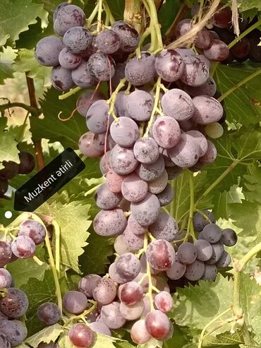 Şitillər: Üzüm tingləri – müxtəlif süfrə sortları Təsvir: - Seçmə süfrə üzüm — 8