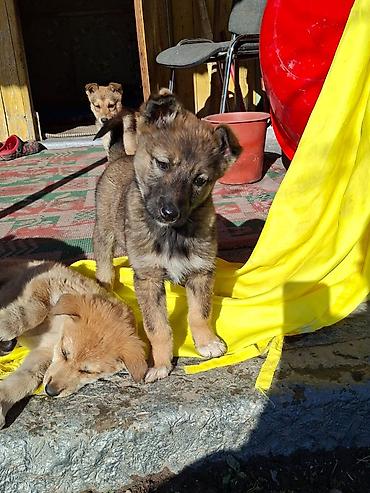 Отдам даром собаку: Собака даром: Дворняжка, 3 месяца, Самец at lalafo.kg — 7 Отдам даром собаку: Собака даром: Дворняжка, 3 месяца, Самец — 7