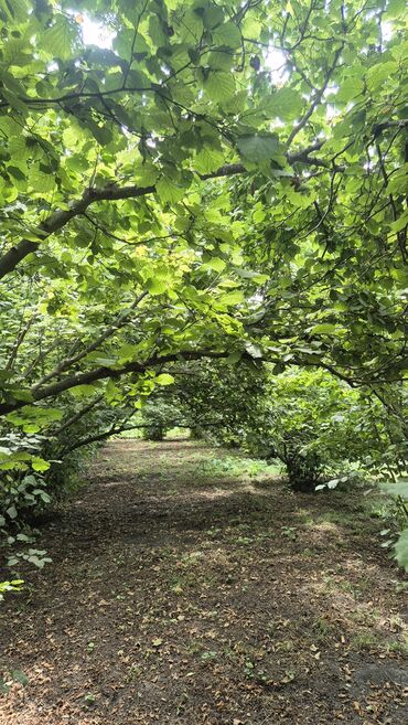 Ağaclar: Xaçmaz rayonu, Qaracəlli kəndində möhtəşəm bağ sahəsi satılır! — 7