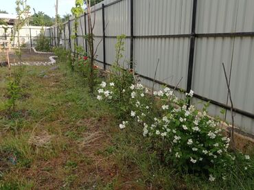 Bağ evlərinin kirayəsi: 40 kv. m, 2 otaqlı, Hovuzsuz, Kanalizasiya, İşıq, Qaz — 14