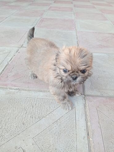 İtlər: Pekines — 6