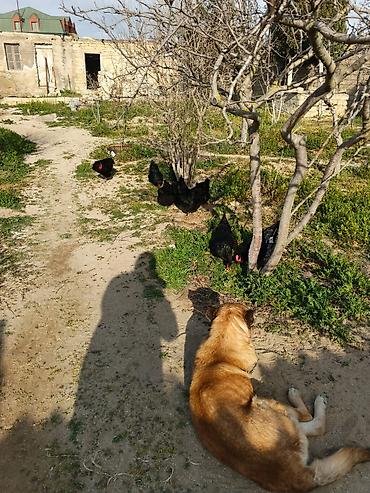 Toyuqlar: Toyuq, Australorp, Yumurtalıq — 4