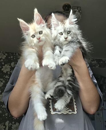 кошка породы мейн кун: ✨ Шикарные котята-полидакты ✨ В продаже очаровательные — 1