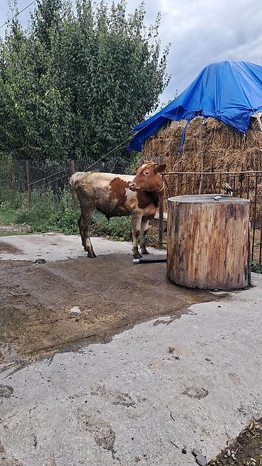 yerli inək: 10 aylıq ik baş erkək danalar satılır hərəsinin diri çəkisi 270kq dı — 5