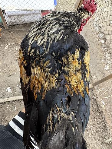 Куры, петухи: Продаю | Петух | Для разведения — 7