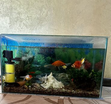 Үй жаныбарлары үчүн товарлар: Продаю аквариум б/у на 110 л. Вместе с рыбками и всё для аквариума.(