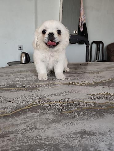 pidbul balasi: Pekines, 3 ay, Erkək, Ödənişli çatdırılma — 2