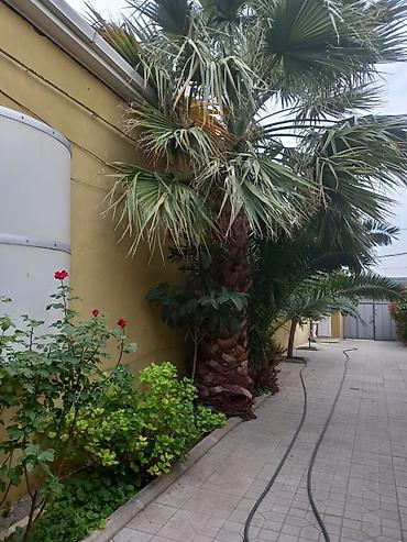 Həyət evləri və villalar: Fatmayı 5 otaqlı, 112 kv. m, Kredit yoxdur, Yeni təmirli — 8