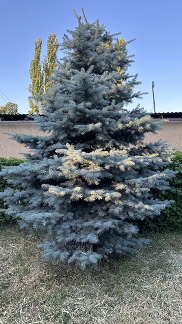 Ёлки: Ели 
Голубые ели — 7