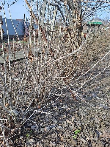 Смородина: Смородина — 15