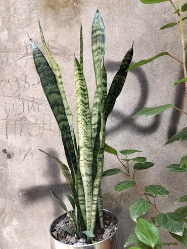 Buket güllər: Sansevieria (Qaynanadilə) – dekorativ otaq bitkisi - Növ: Sansevieria