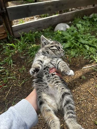 Мышыктар: Породасыз, 2 айлык, Эркек — 3