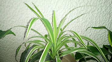 krevet sa ormarom ispod: Chlorophytum u saksijama, velike biljke, stalna bujnost — 2