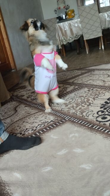 ingilis setteri it cinsi: Pekines, 8 ay, Dişi, Peyvəndli, Ünvandan götürmə